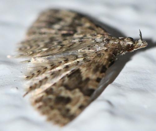 Alucita hexadactyla